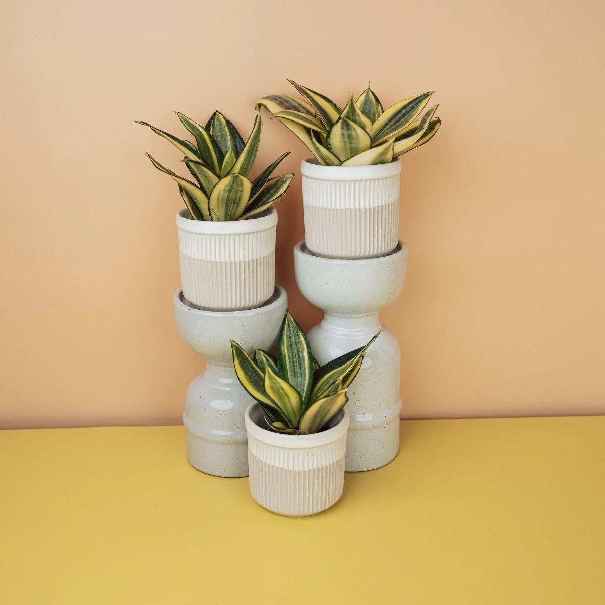 SANSEVIERIA GOLDEN HAHNII - Image 12