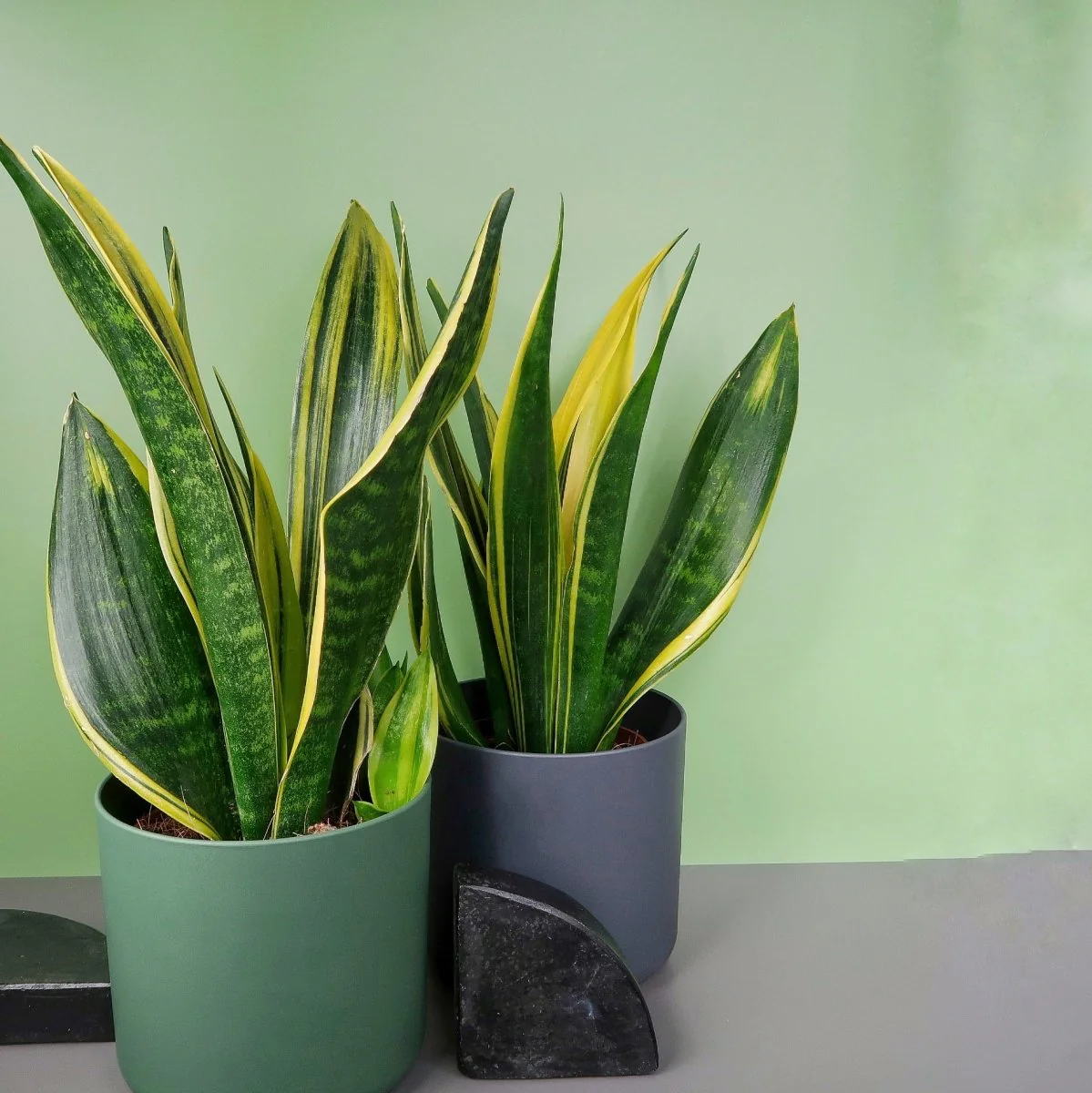 SANSEVIERIA GOLDEN HAHNII - Image 3