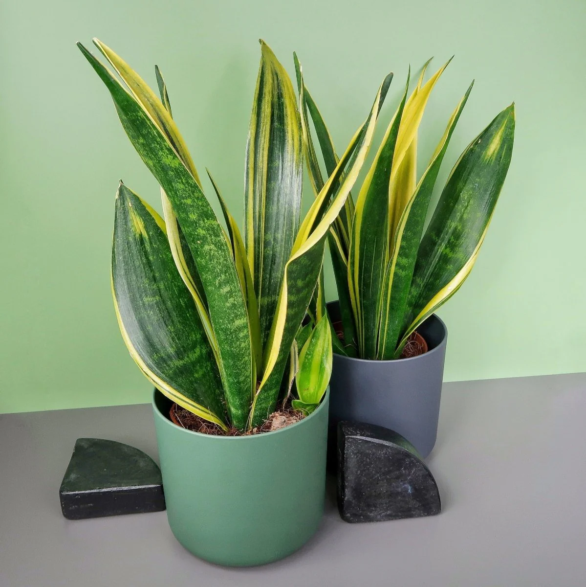 SANSEVIERIA GOLDEN HAHNII - Image 4
