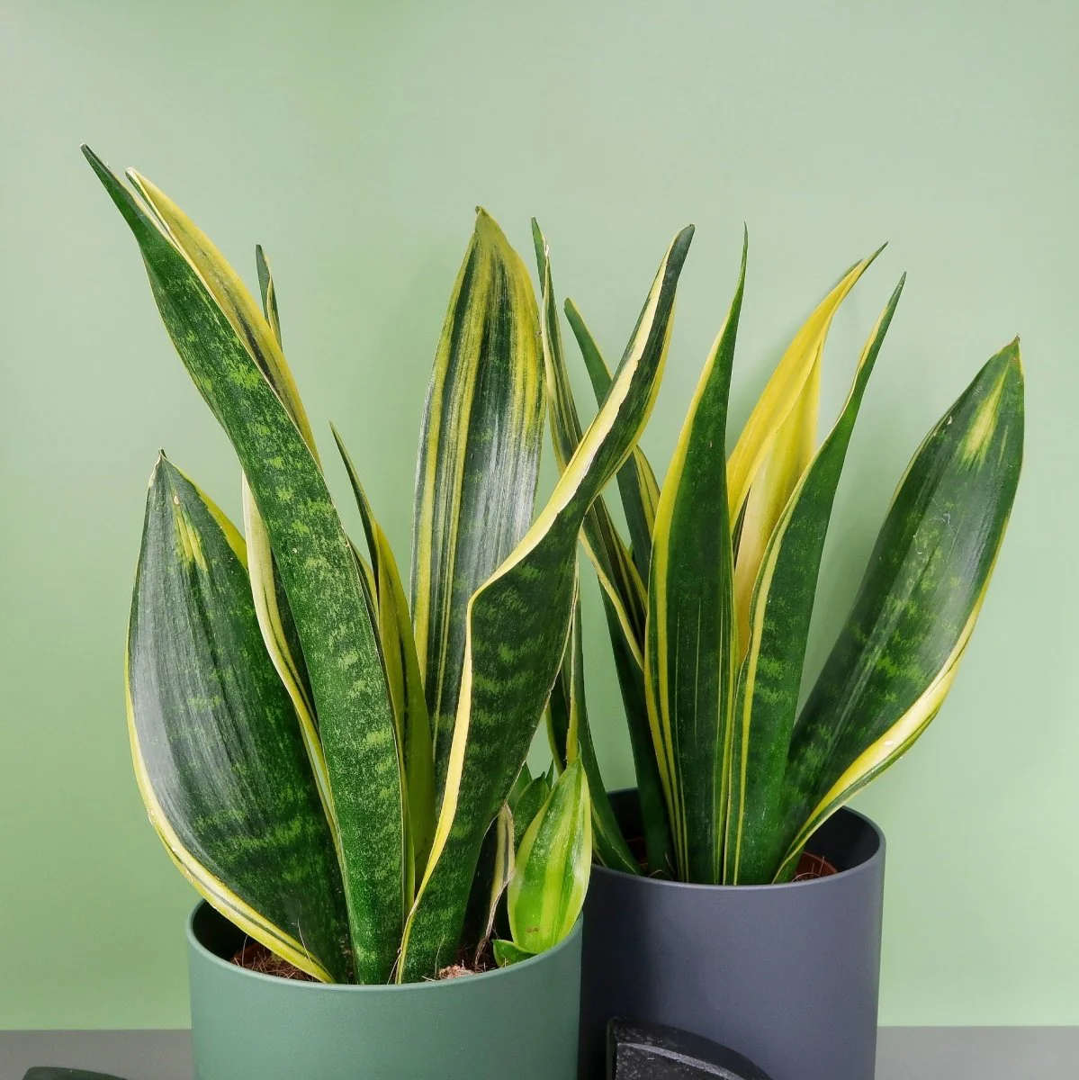 SANSEVIERIA GOLDEN HAHNII - Image 5