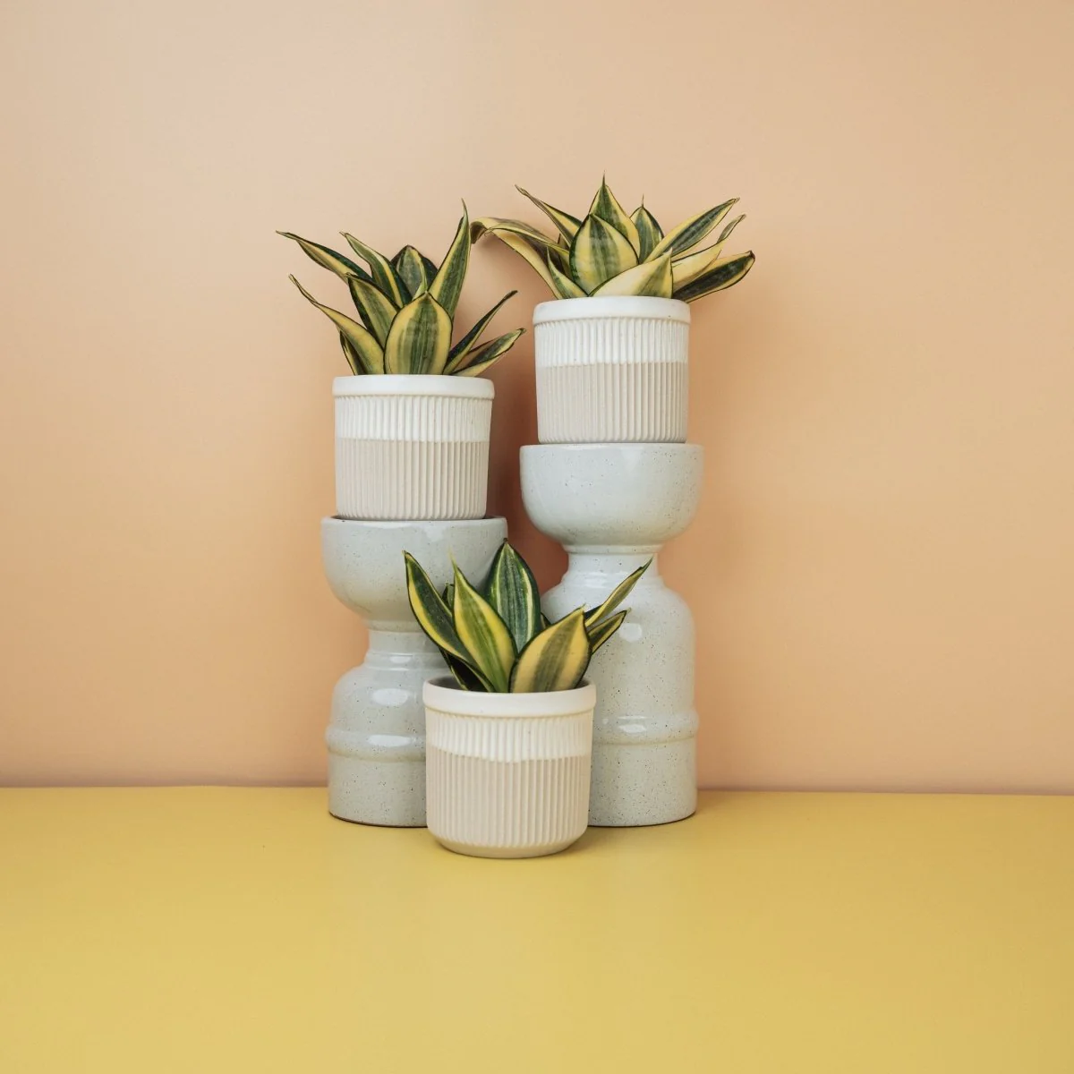 SANSEVIERIA GOLDEN HAHNII - Image 6