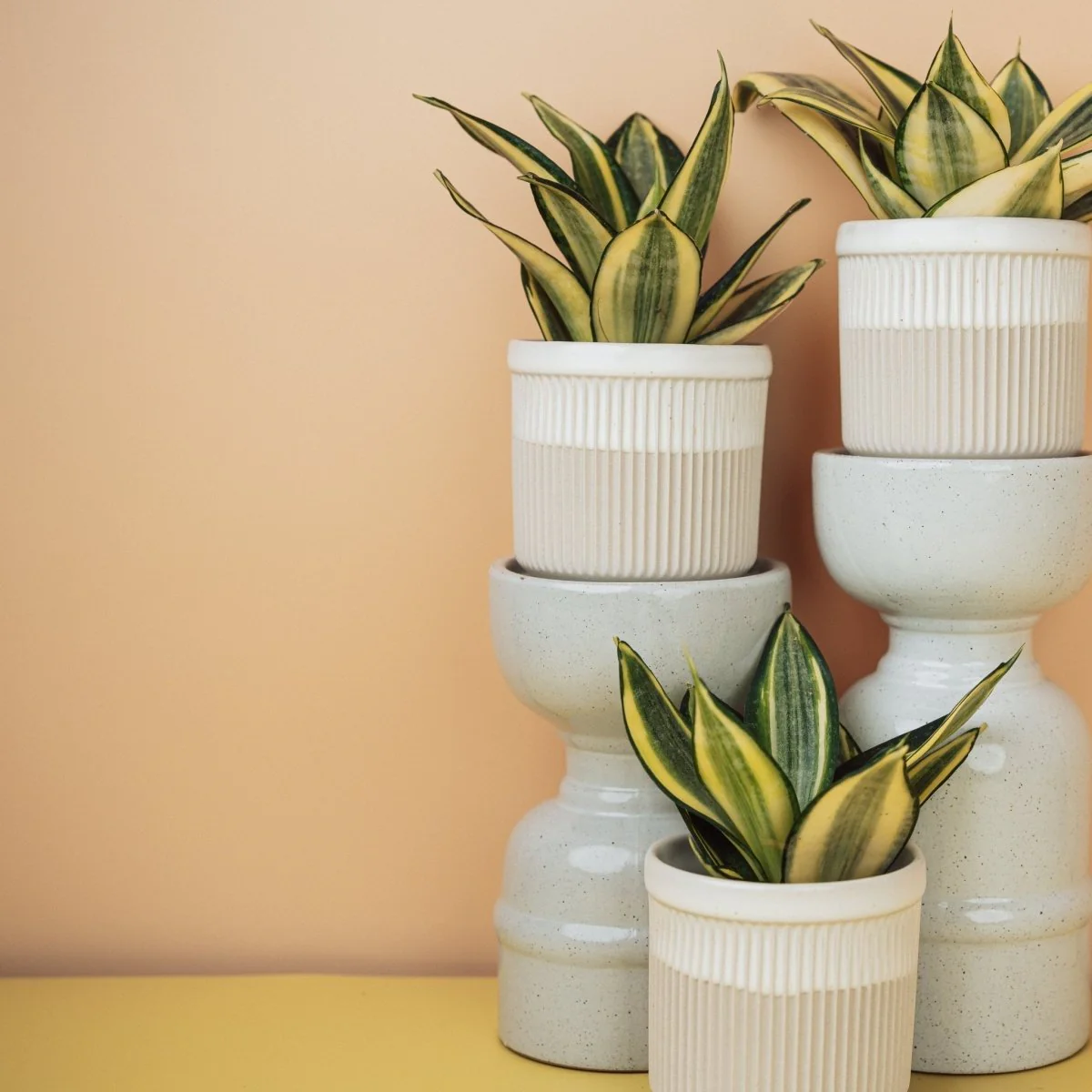 SANSEVIERIA GOLDEN HAHNII - Image 8