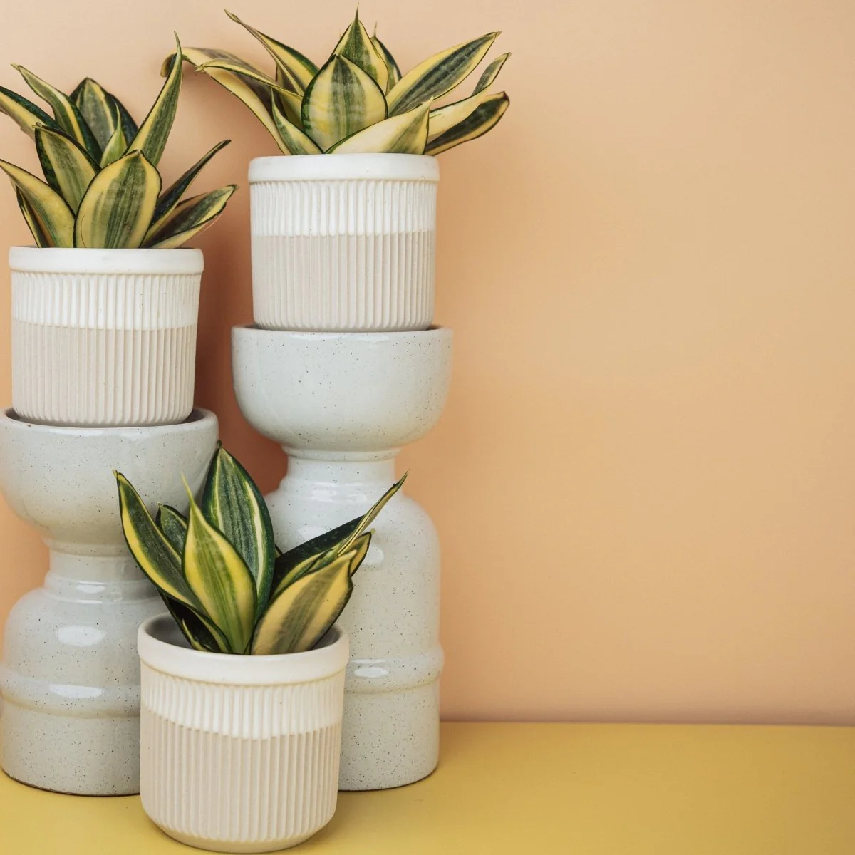 SANSEVIERIA GOLDEN HAHNII - Image 9