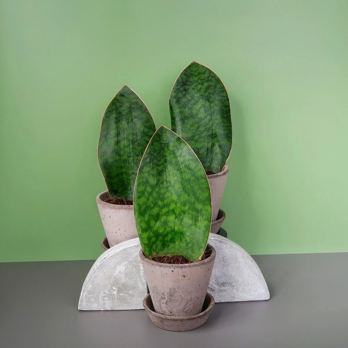 SANSEVIERIA GRANDIS - Image 10