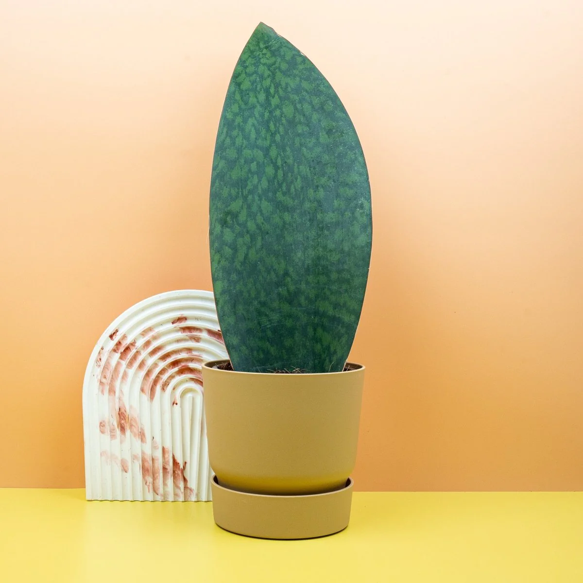 SANSEVIERIA GRANDIS - Image 4