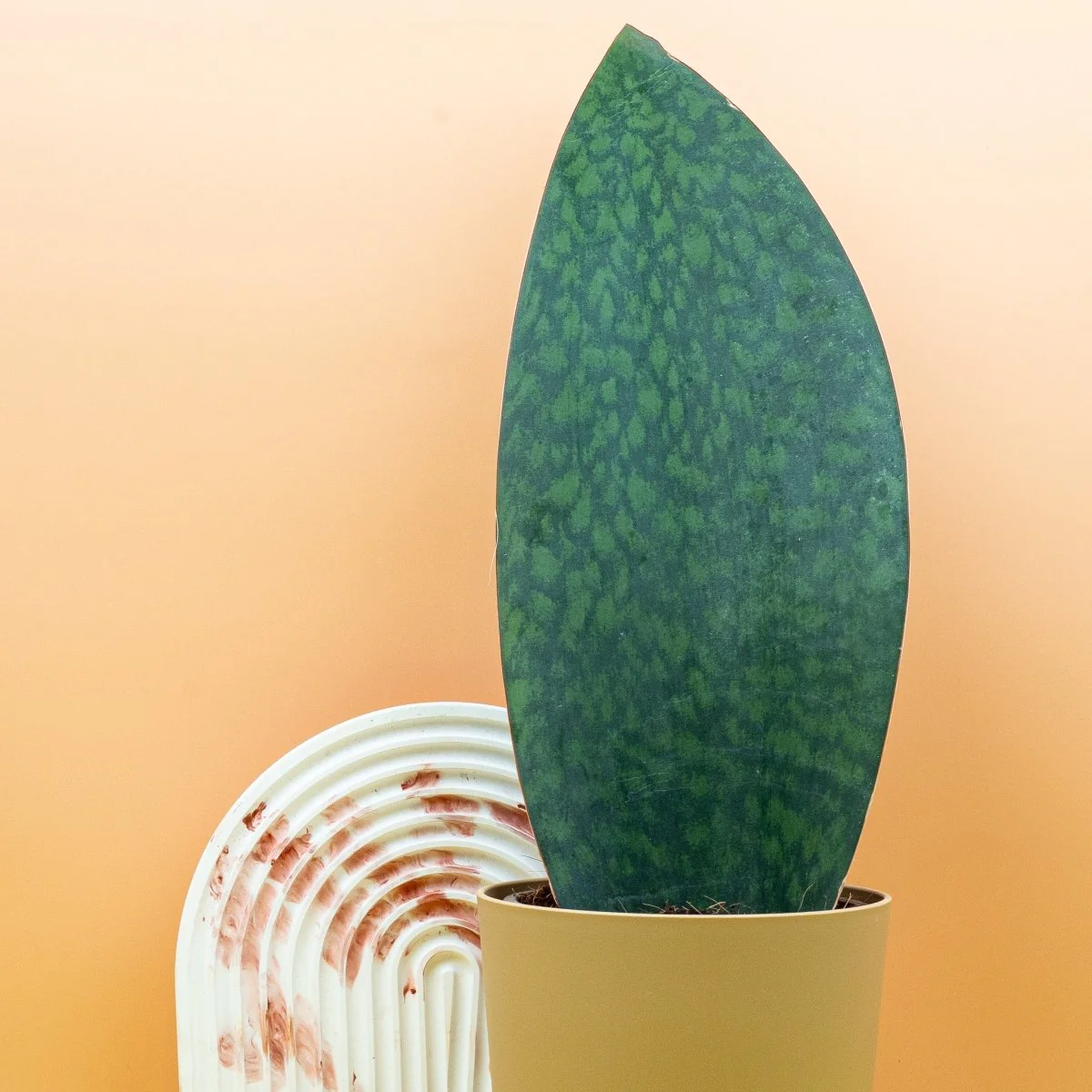 SANSEVIERIA GRANDIS - Image 5