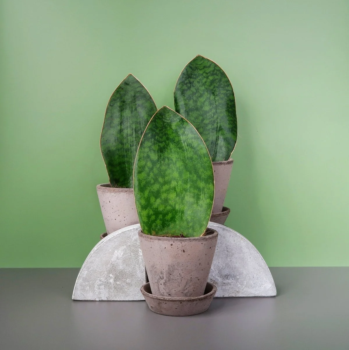 SANSEVIERIA GRANDIS - Image 6