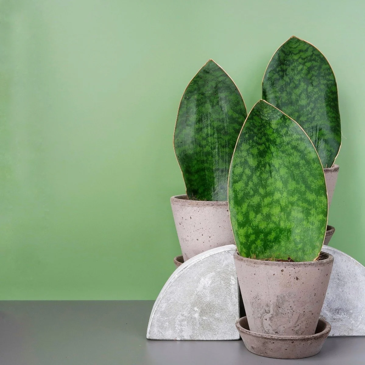SANSEVIERIA GRANDIS - Image 7