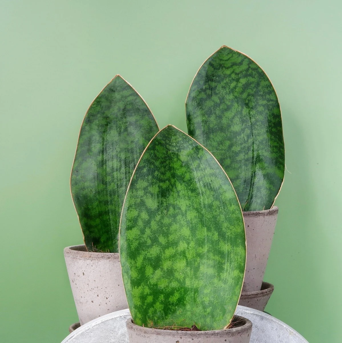 SANSEVIERIA GRANDIS - Image 9
