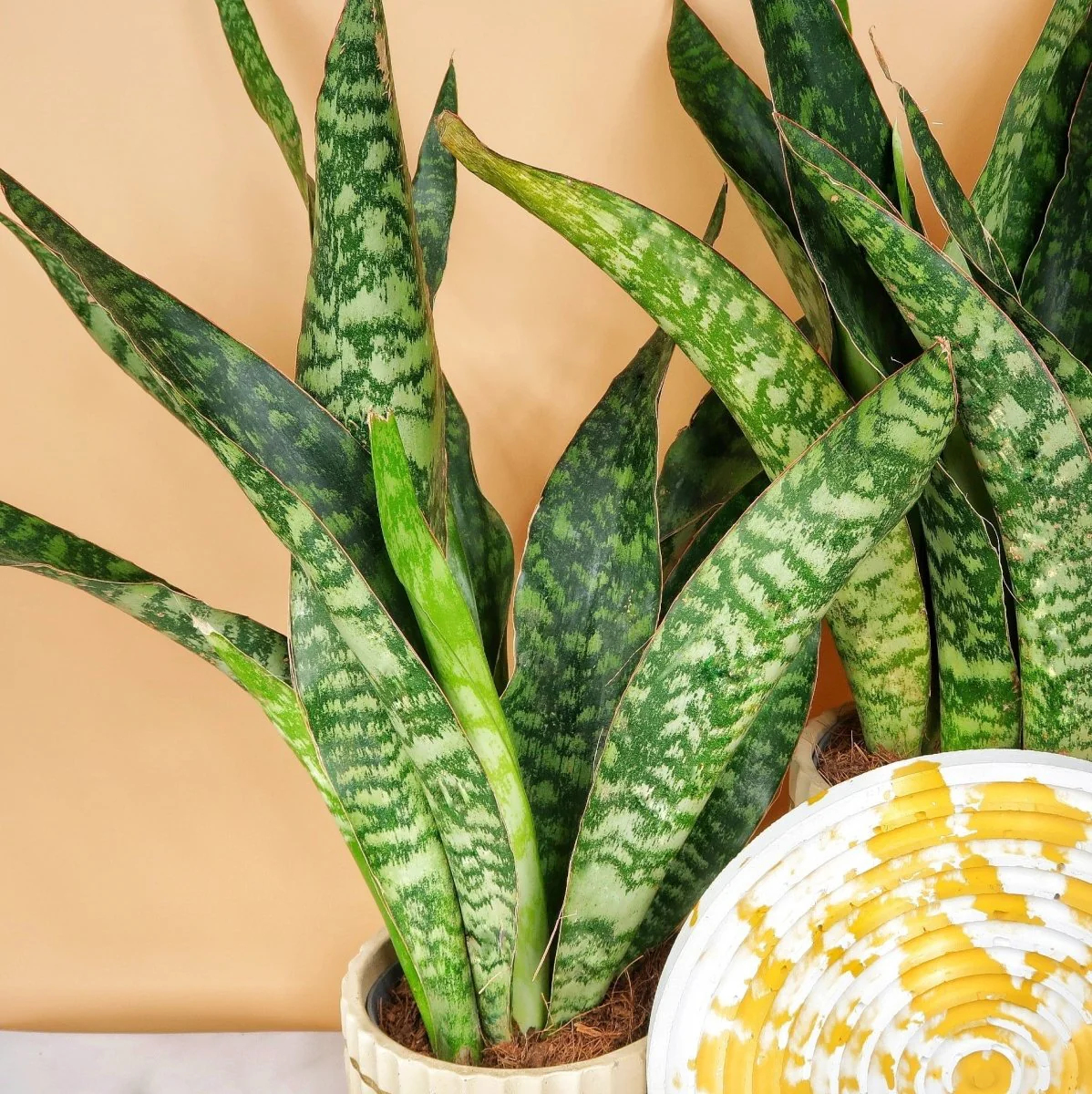 SANSEVIERIA JADE - Image 3