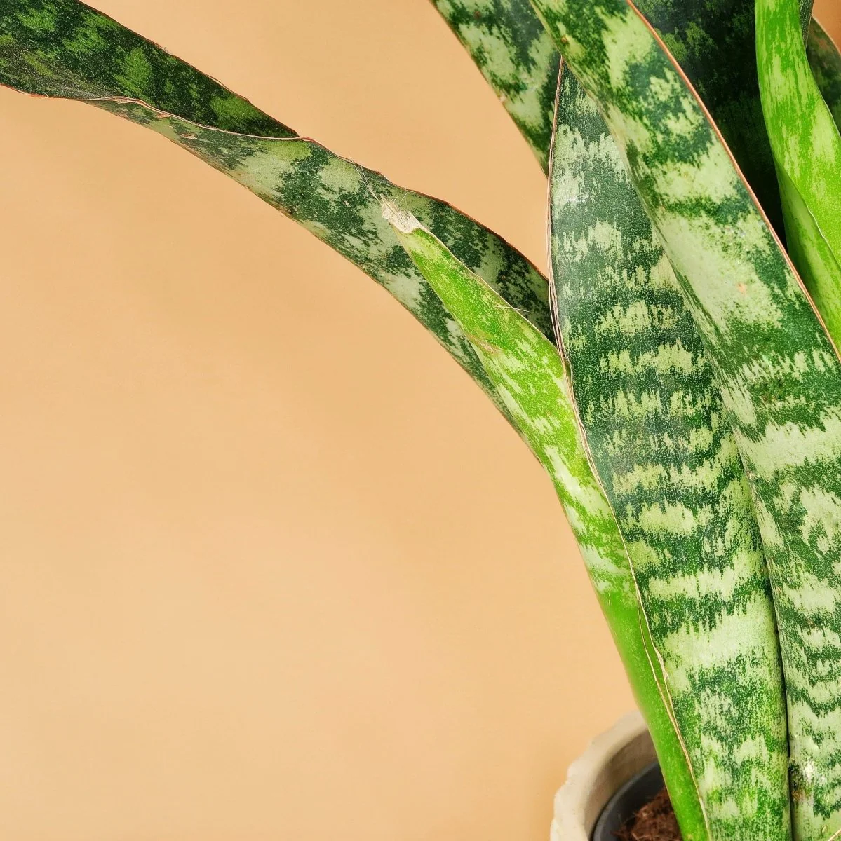 SANSEVIERIA JADE - Image 4