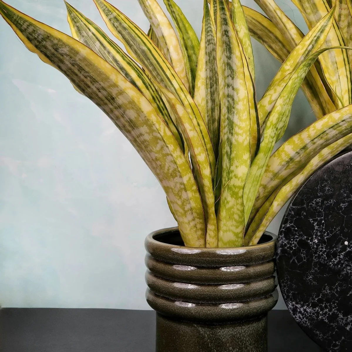 SANSEVIERIA LAUREN - Image 3