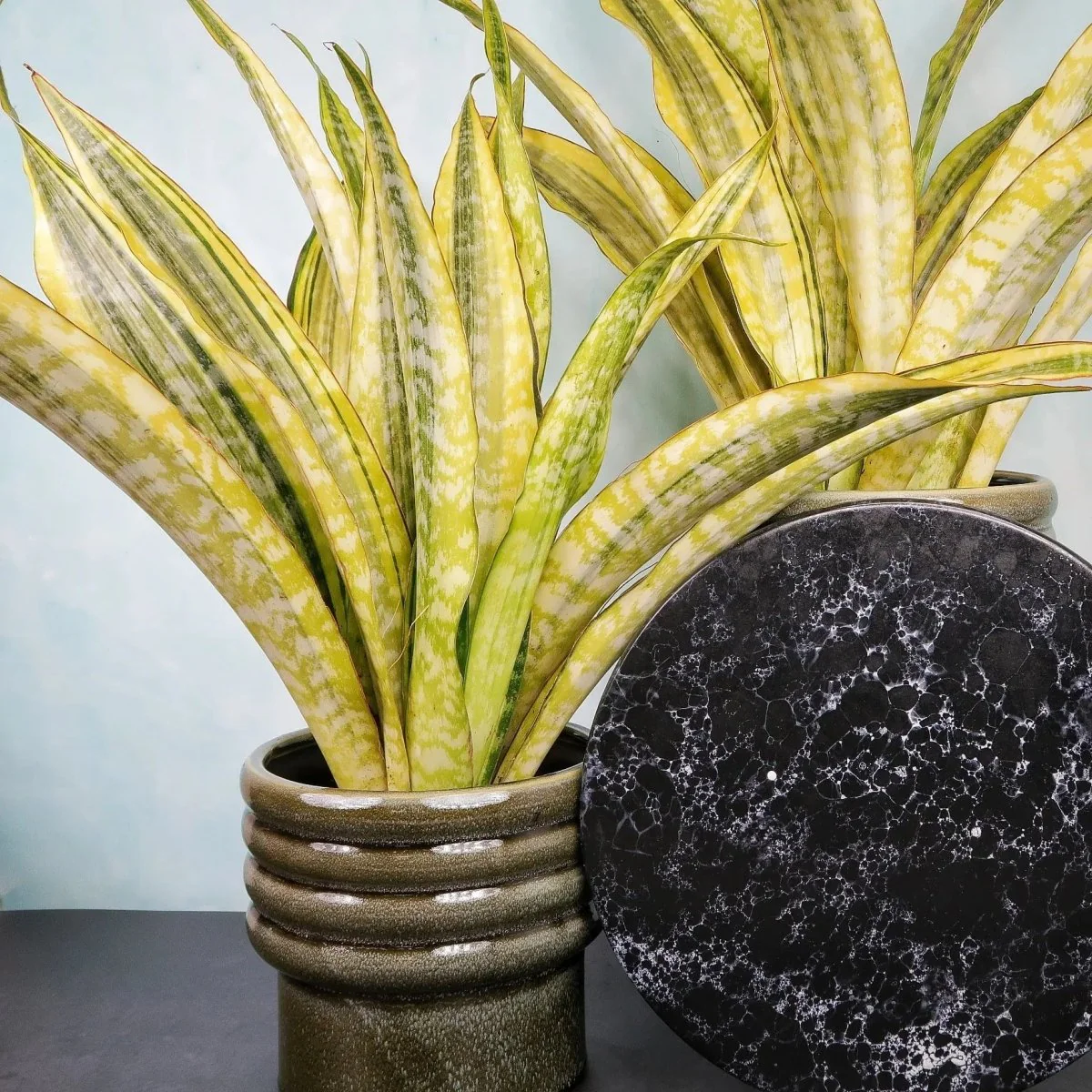 SANSEVIERIA LAUREN - Image 4