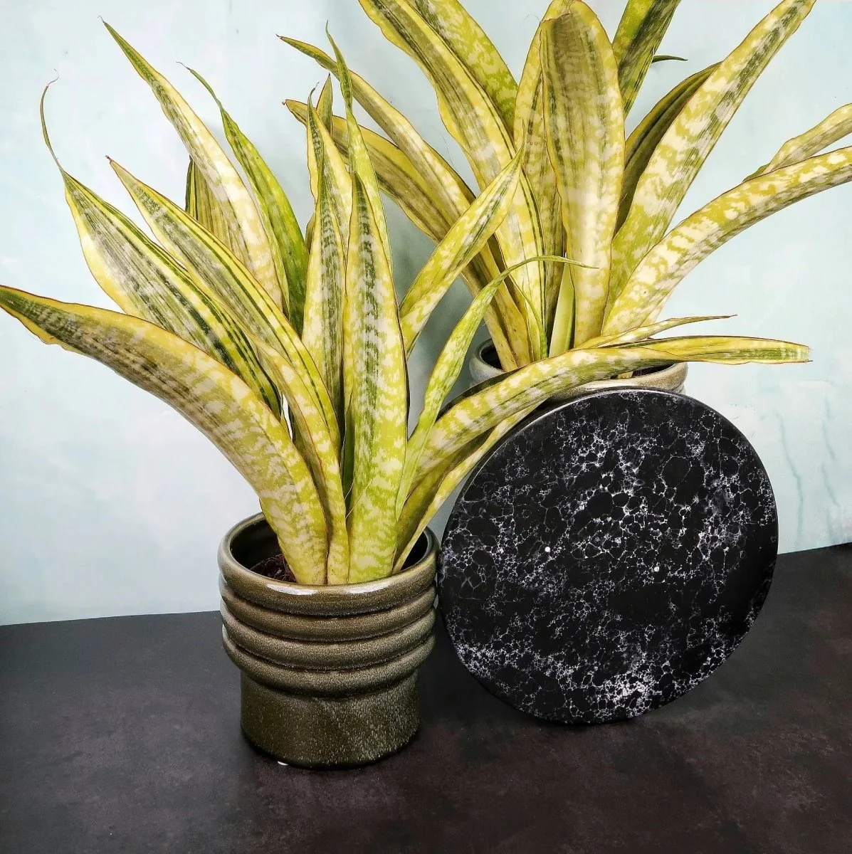 SANSEVIERIA LAUREN - Image 5