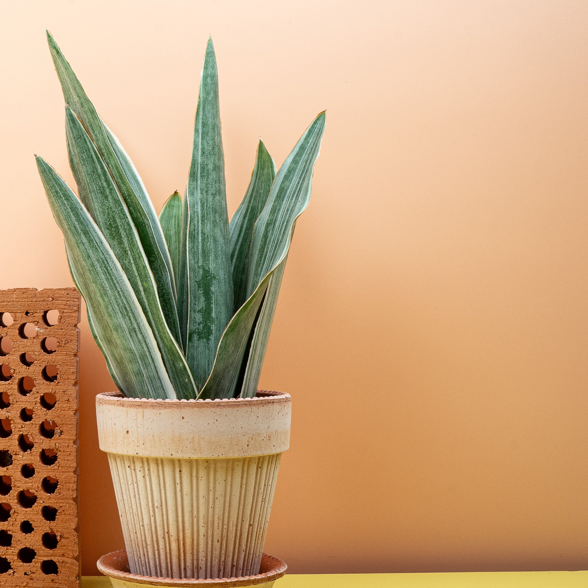 SANSEVIERIA METALLICA - Image 10