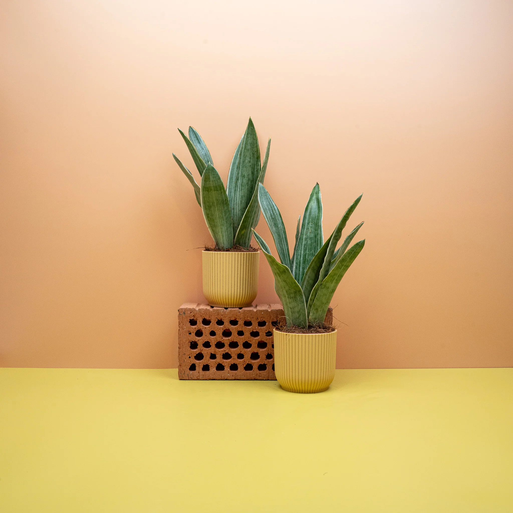 SANSEVIERIA METALLICA - Image 11