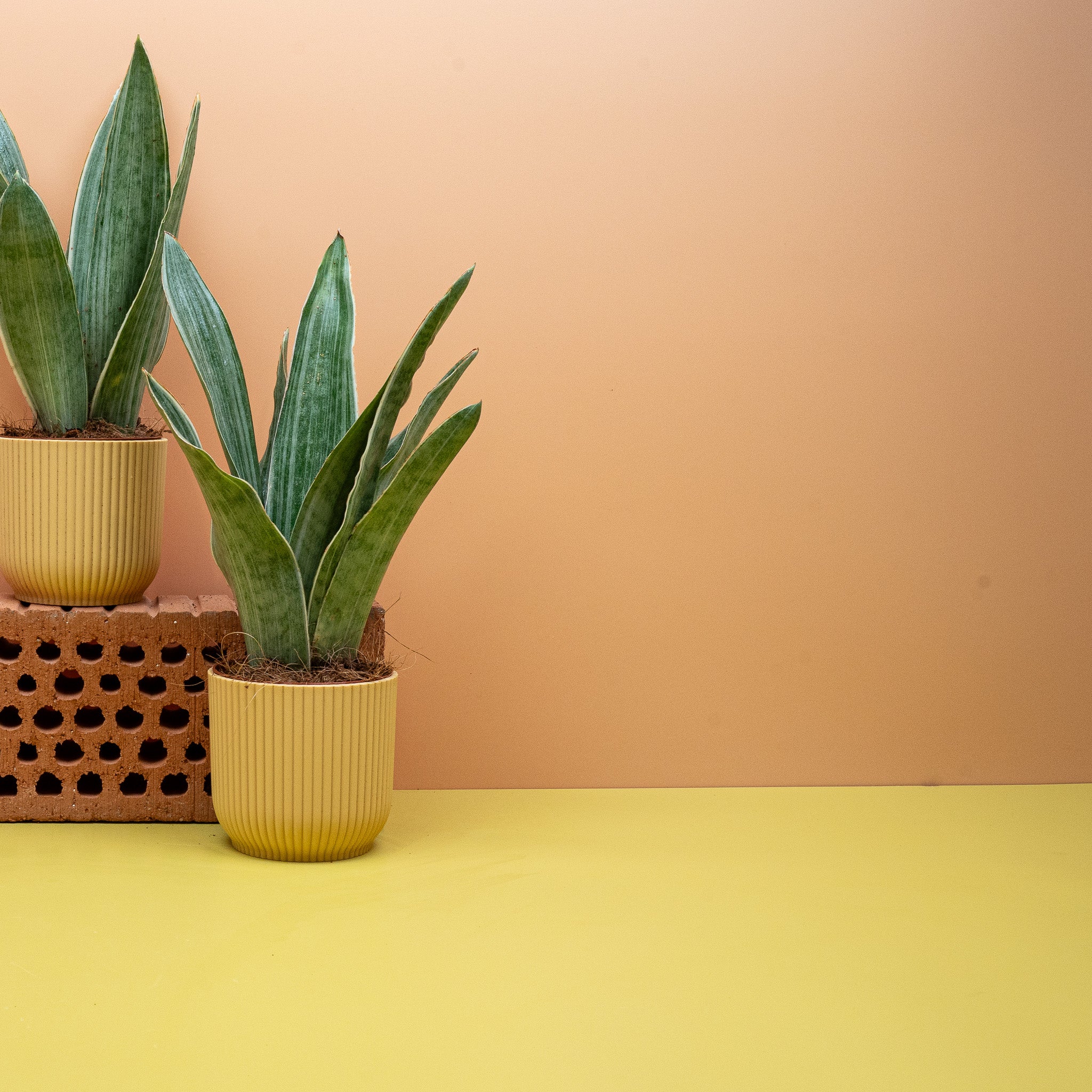 SANSEVIERIA METALLICA - Image 12