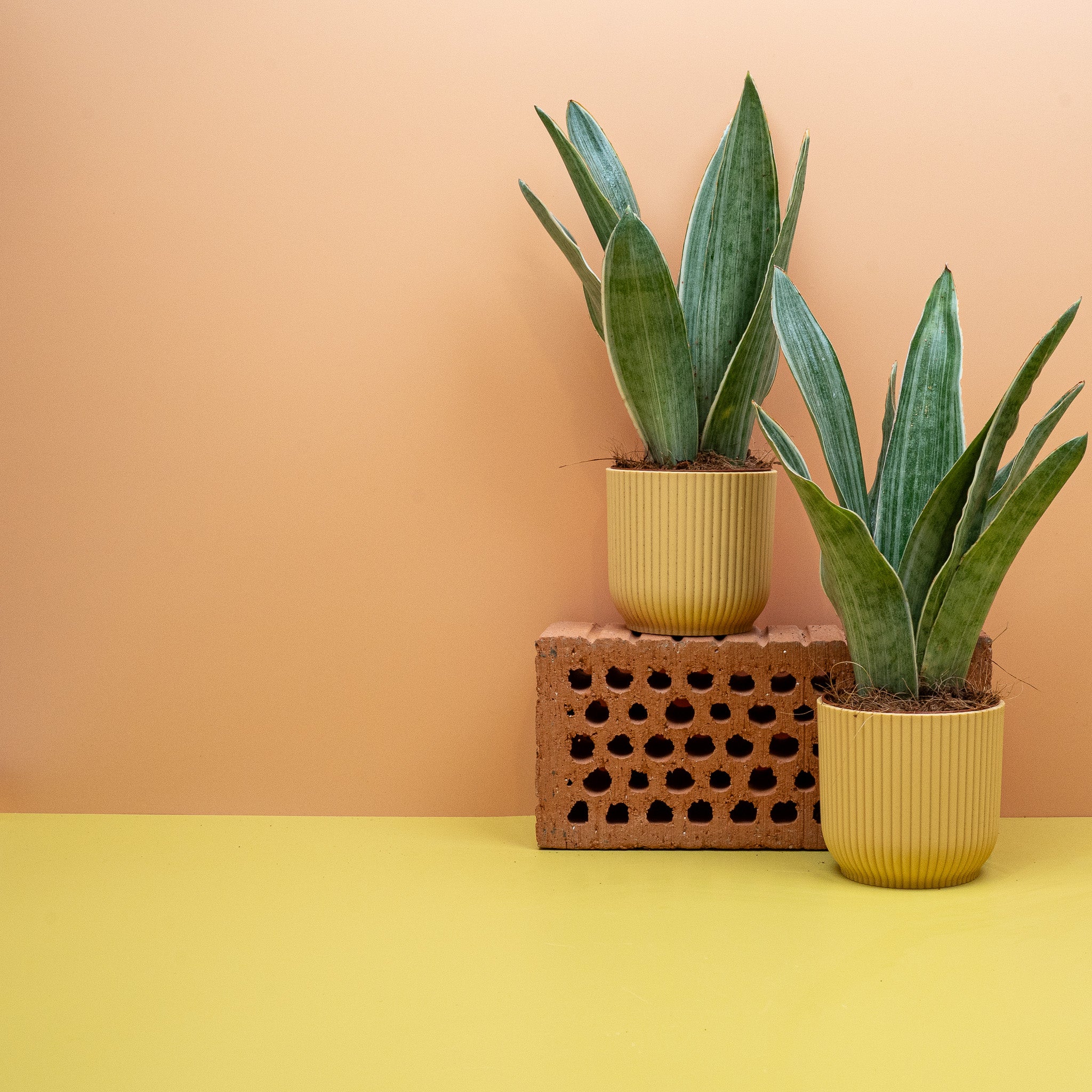 SANSEVIERIA METALLICA - Image 13