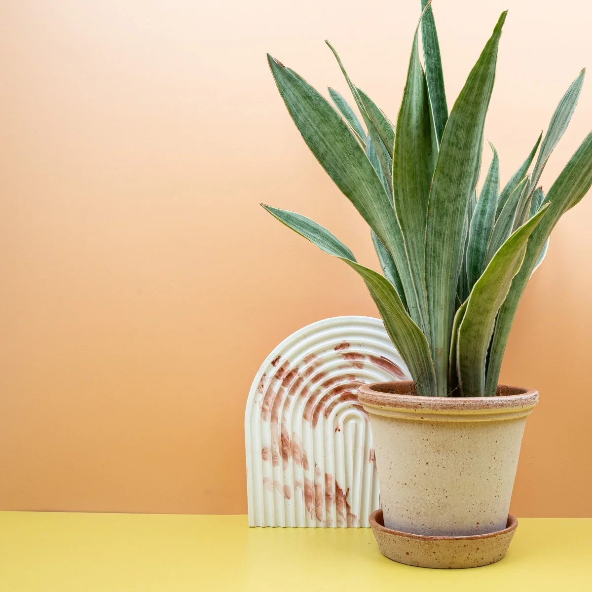 SANSEVIERIA METALLICA - Image 3