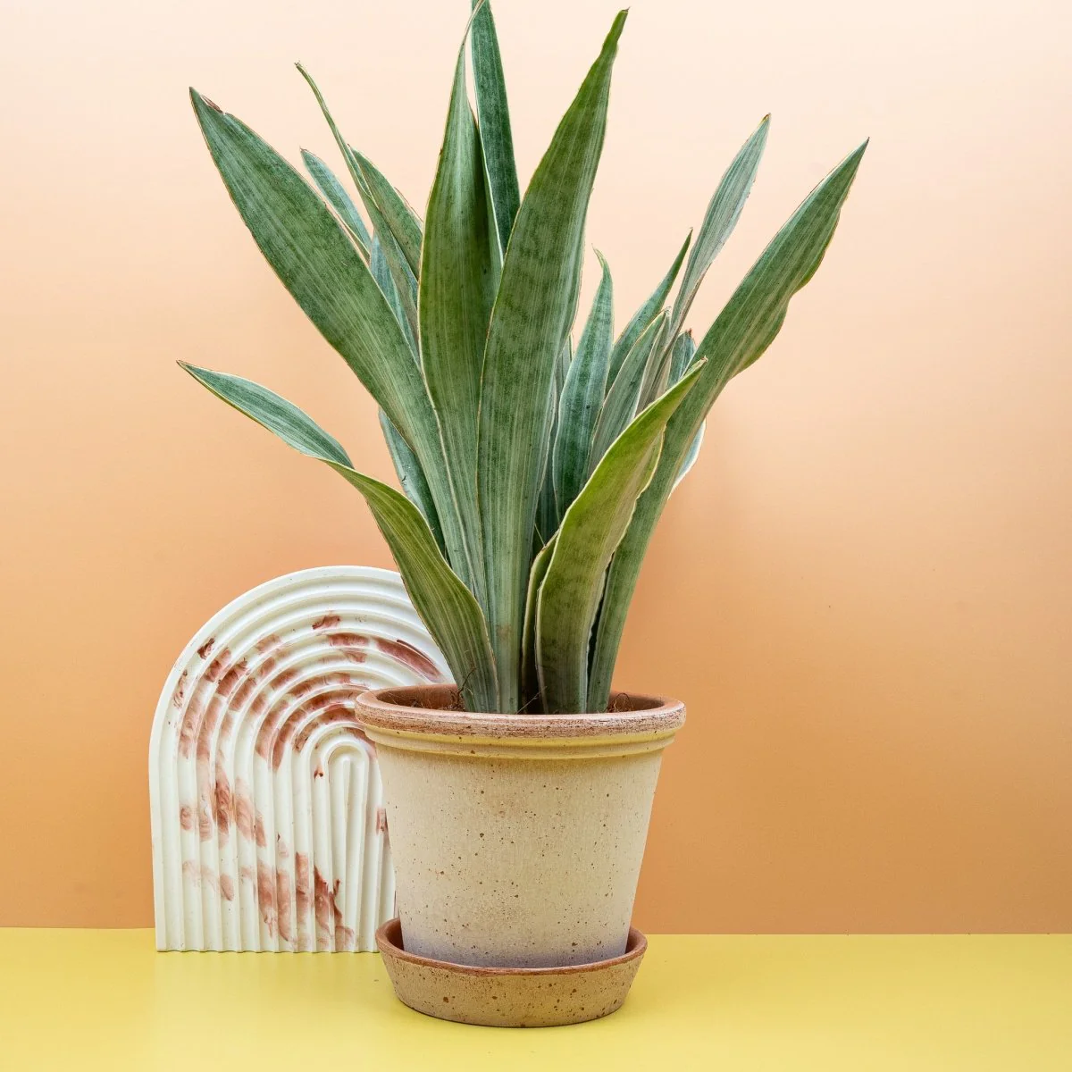 SANSEVIERIA METALLICA - Image 4
