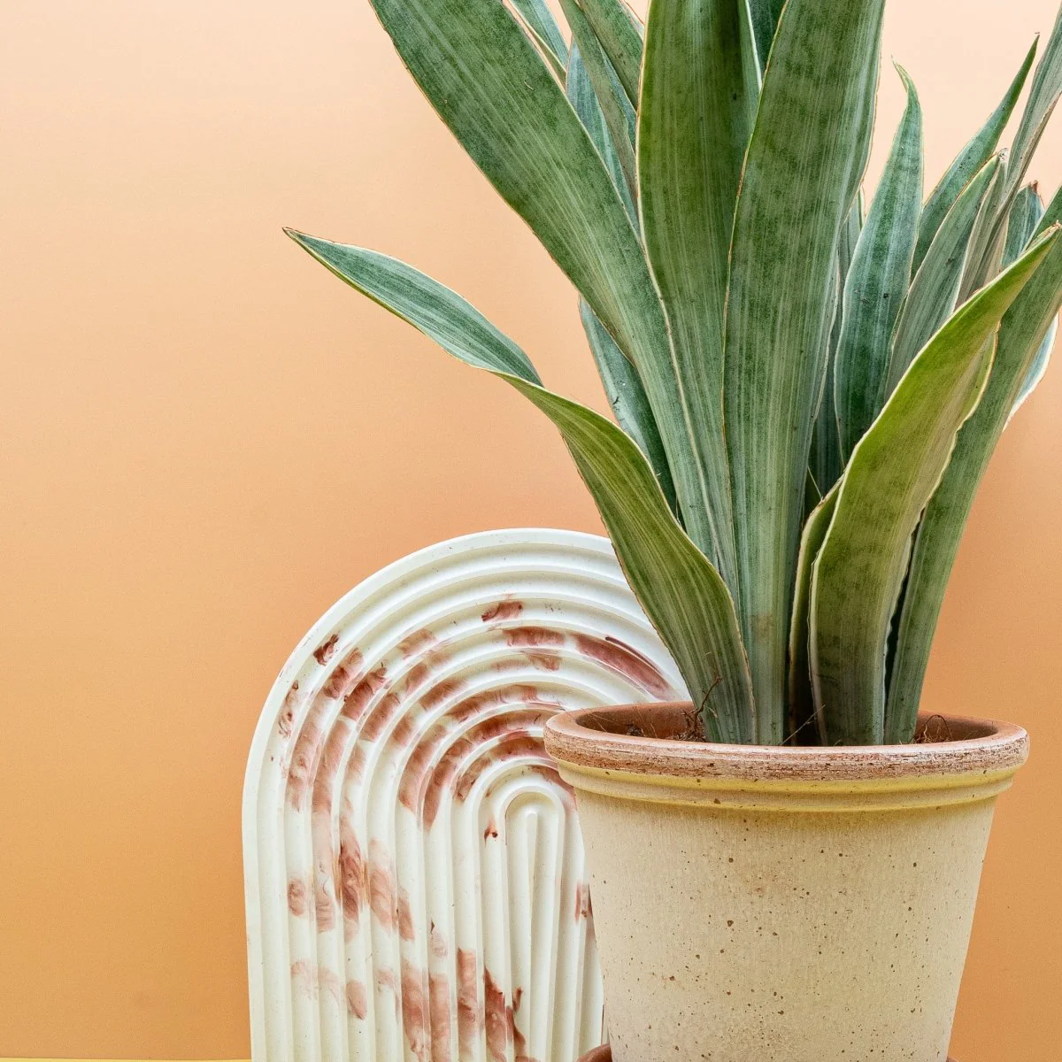 SANSEVIERIA METALLICA - Image 5