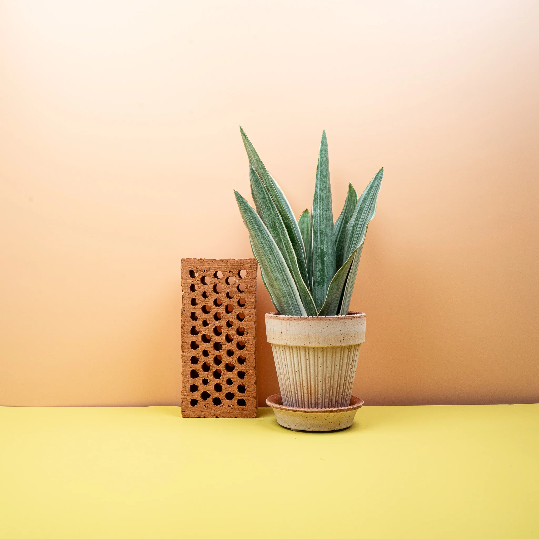 SANSEVIERIA METALLICA - Image 6