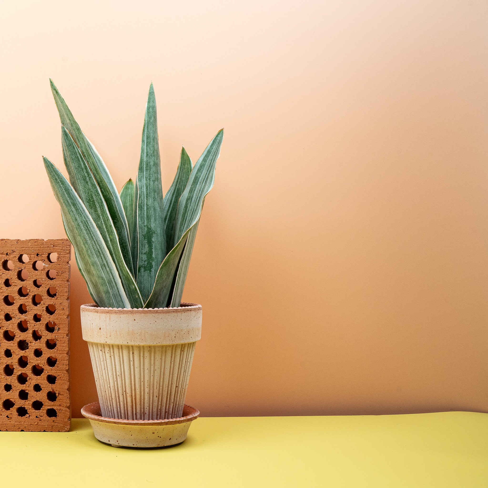 SANSEVIERIA METALLICA - Image 7