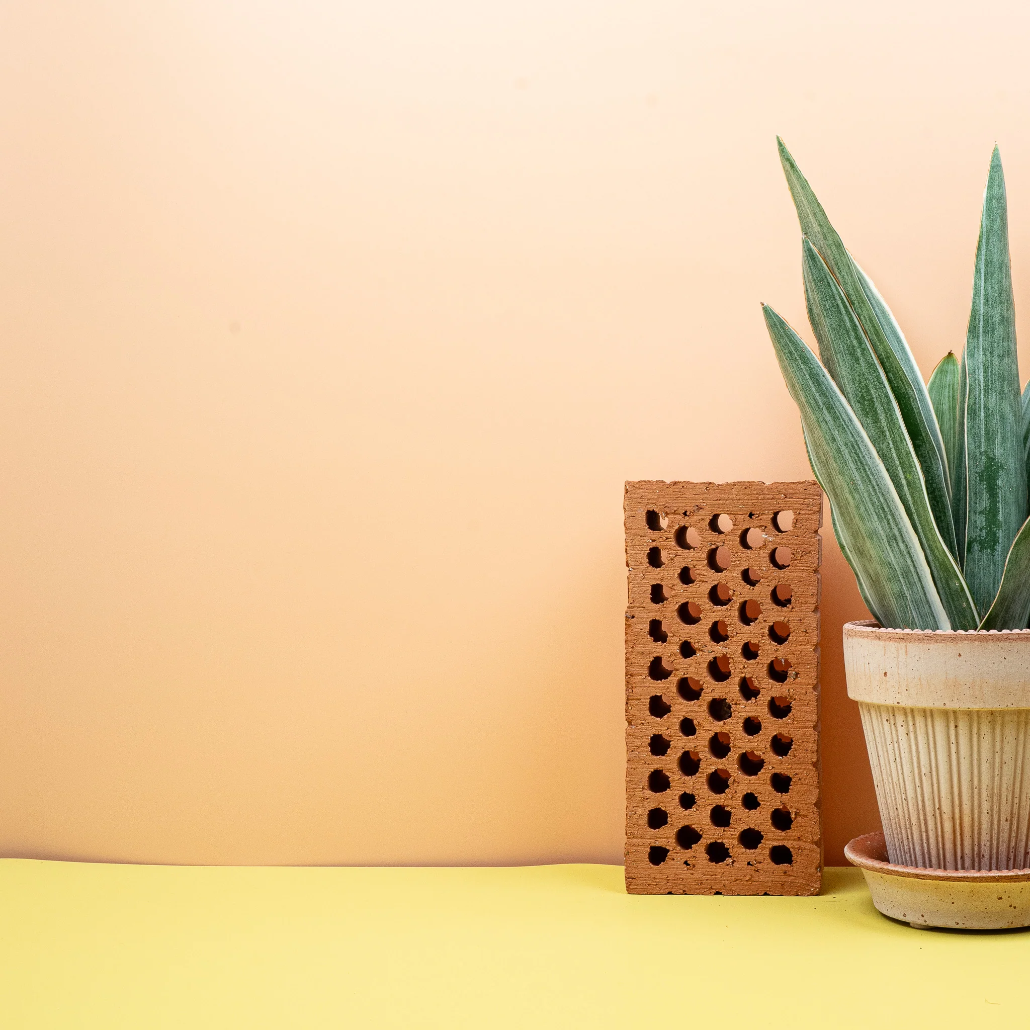 SANSEVIERIA METALLICA - Image 8