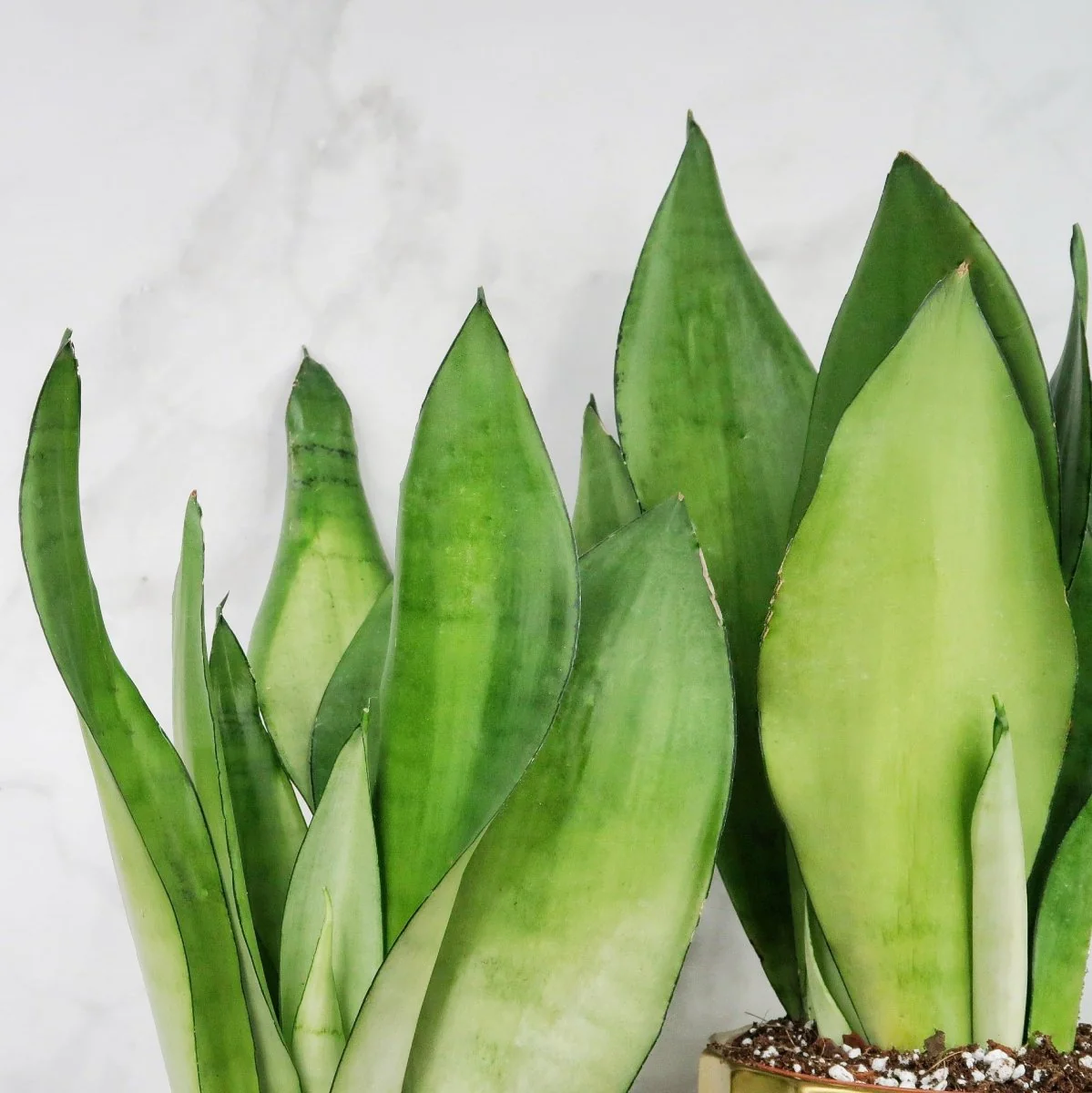 SANSEVIERIA MOONSHINE - Image 3