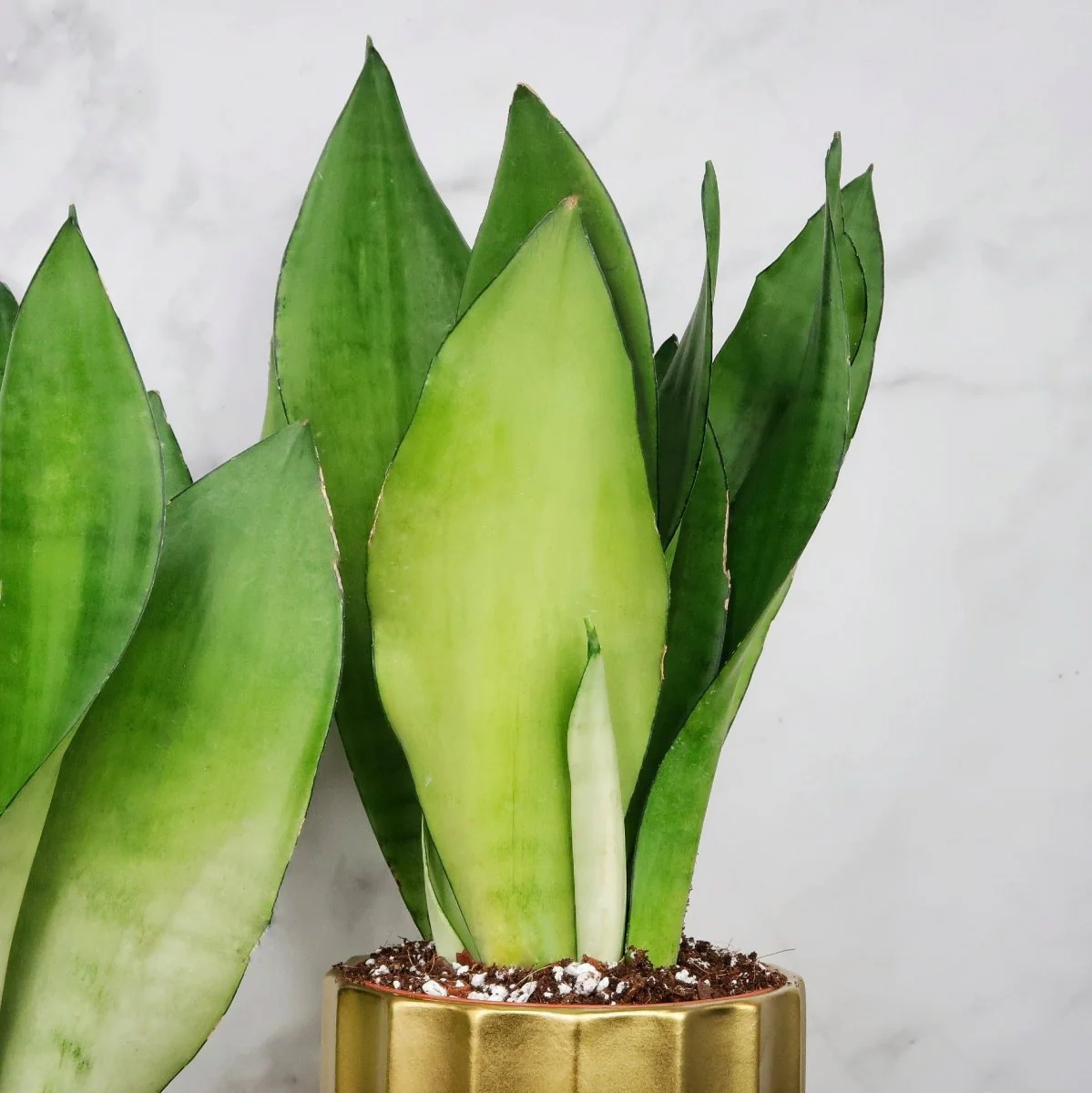 SANSEVIERIA MOONSHINE - Image 4