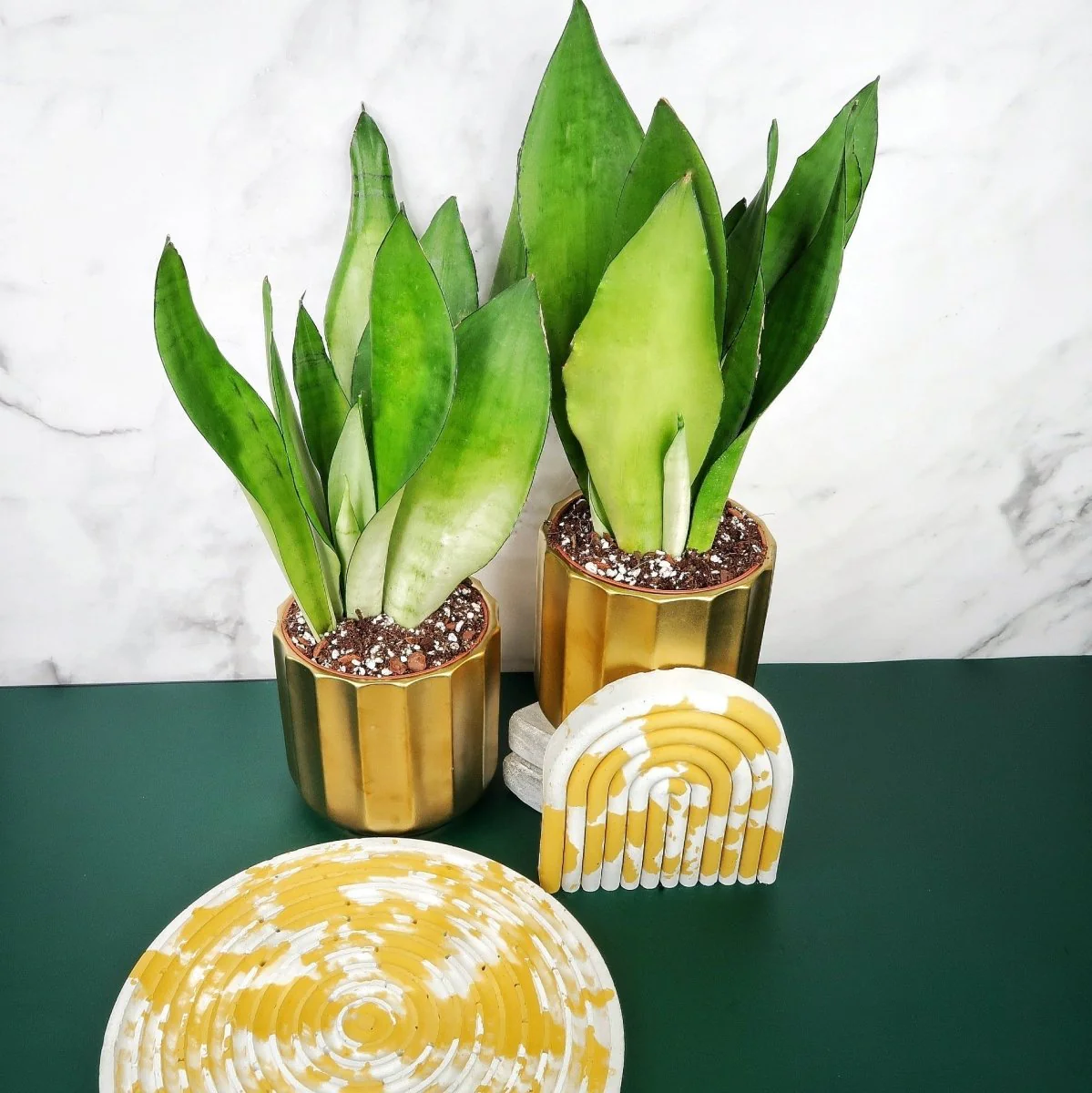 SANSEVIERIA MOONSHINE - Image 5