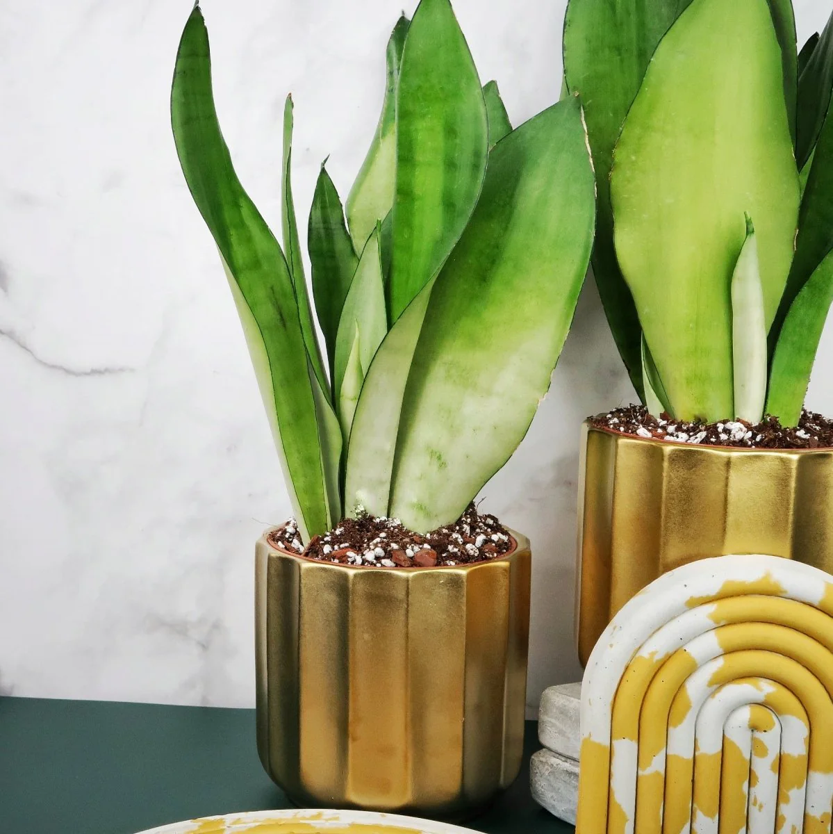 SANSEVIERIA MOONSHINE - Image 6