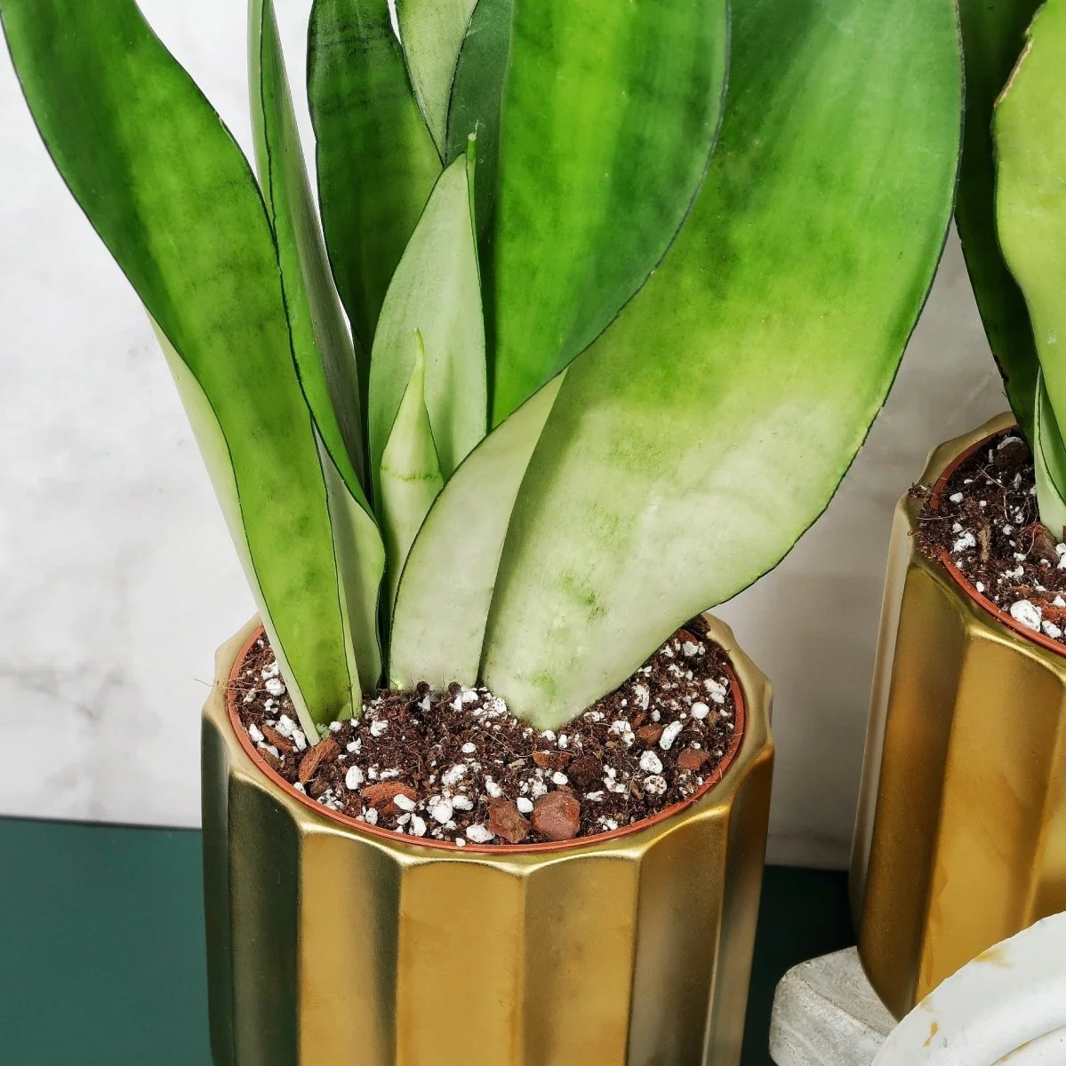 SANSEVIERIA MOONSHINE - Image 7