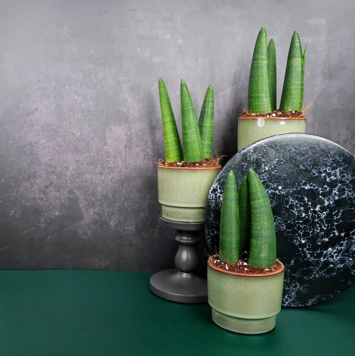 SANSEVIERIA RHINO - Image 3