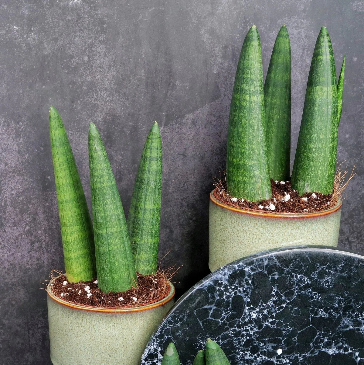 SANSEVIERIA RHINO - Image 4