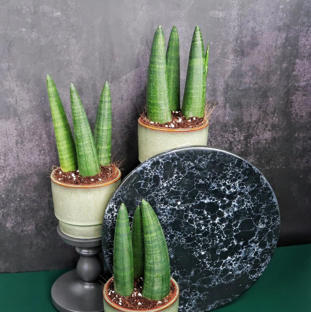 SANSEVIERIA RHINO - Image 5
