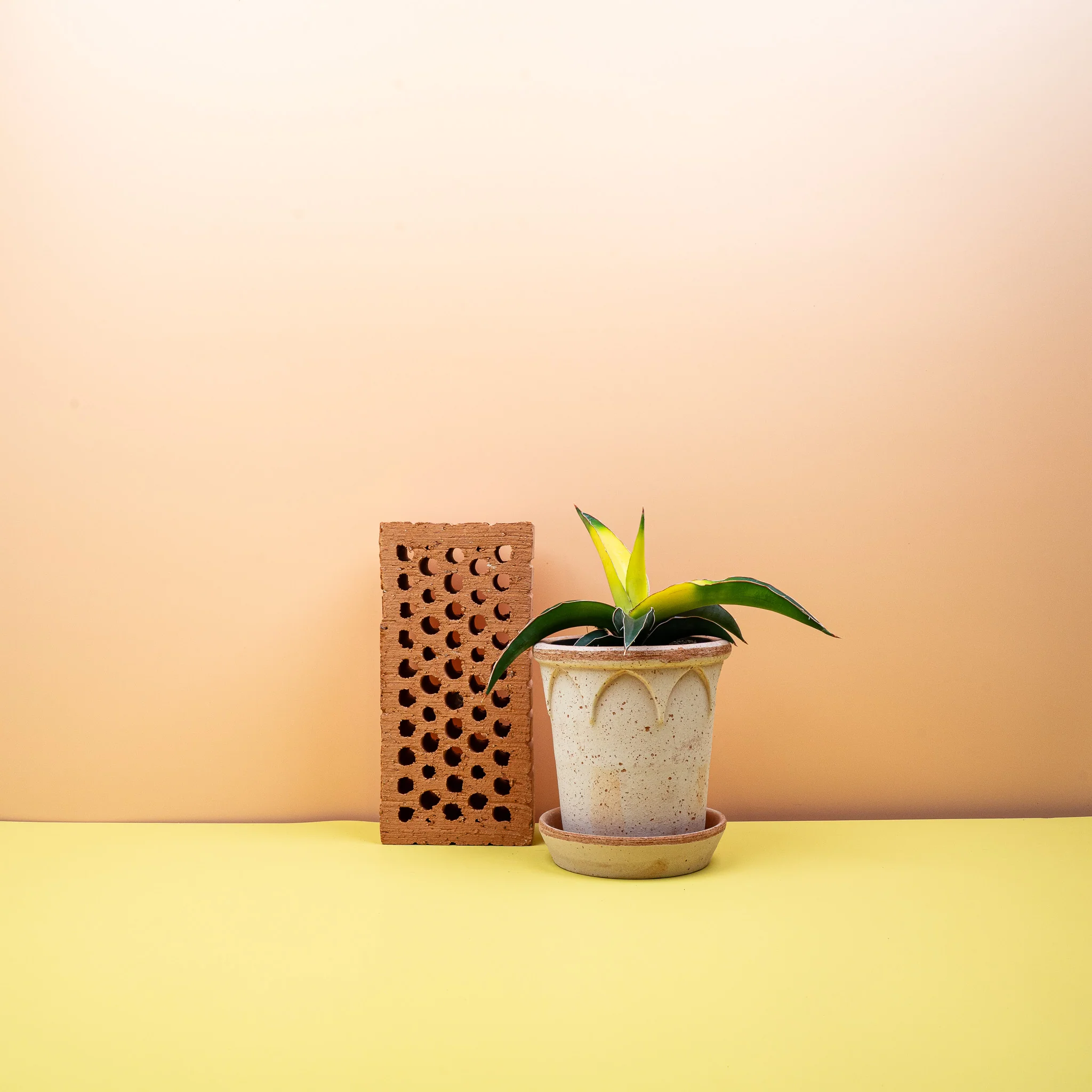 SANSEVIERIA STAR CANARY - Image 3