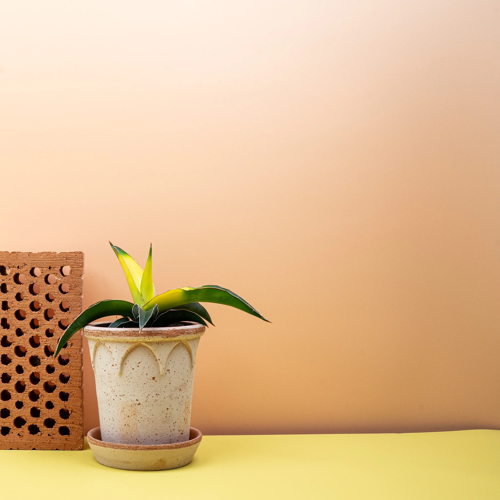 SANSEVIERIA STAR CANARY - Image 4