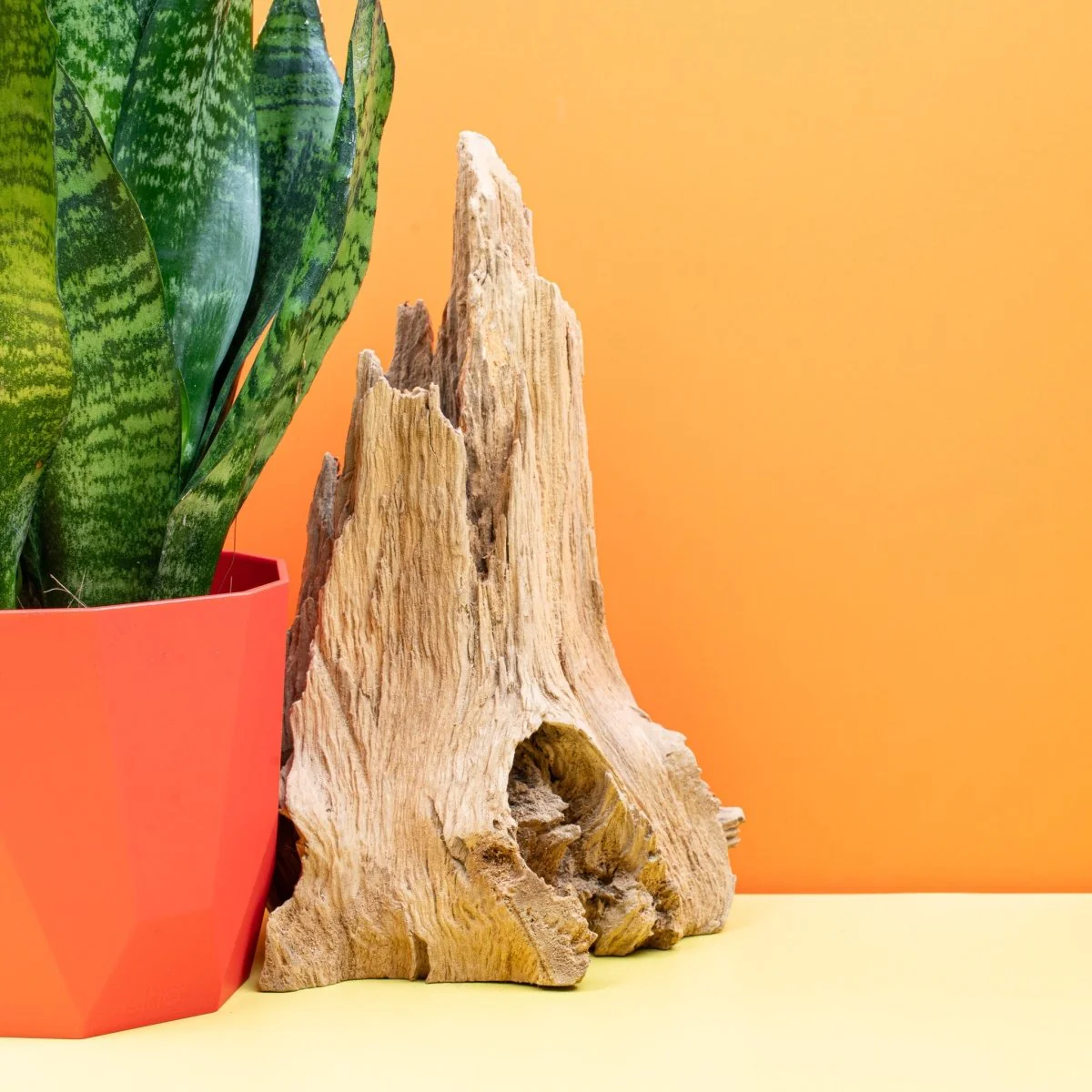 SANSEVIERIA SUPER GREEN - Image 4