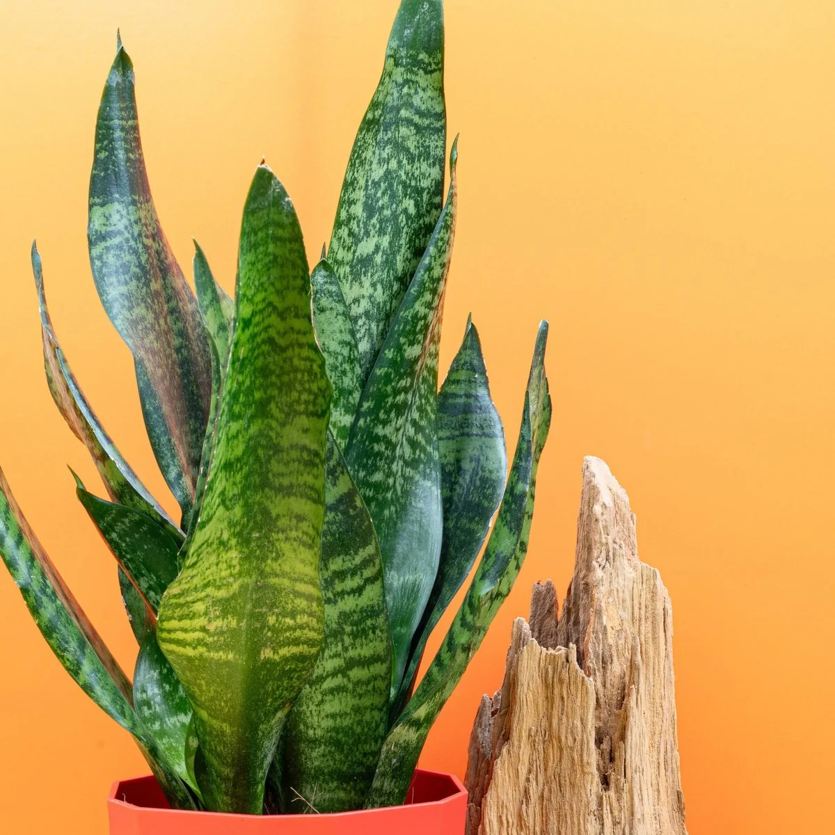 SANSEVIERIA SUPER GREEN - Image 5