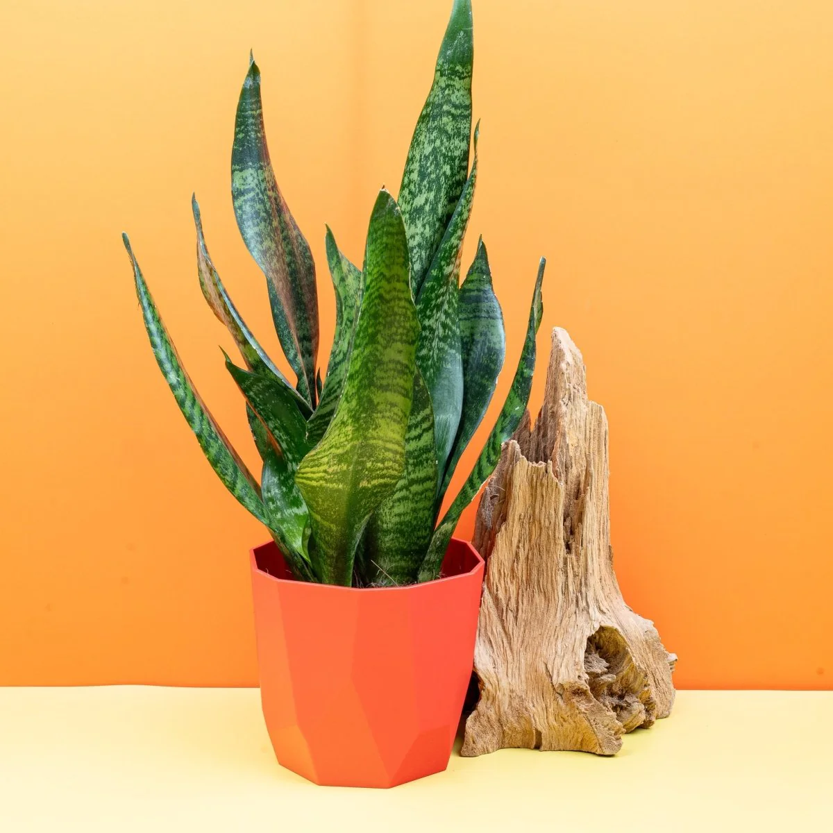 SANSEVIERIA SUPER GREEN - Image 6