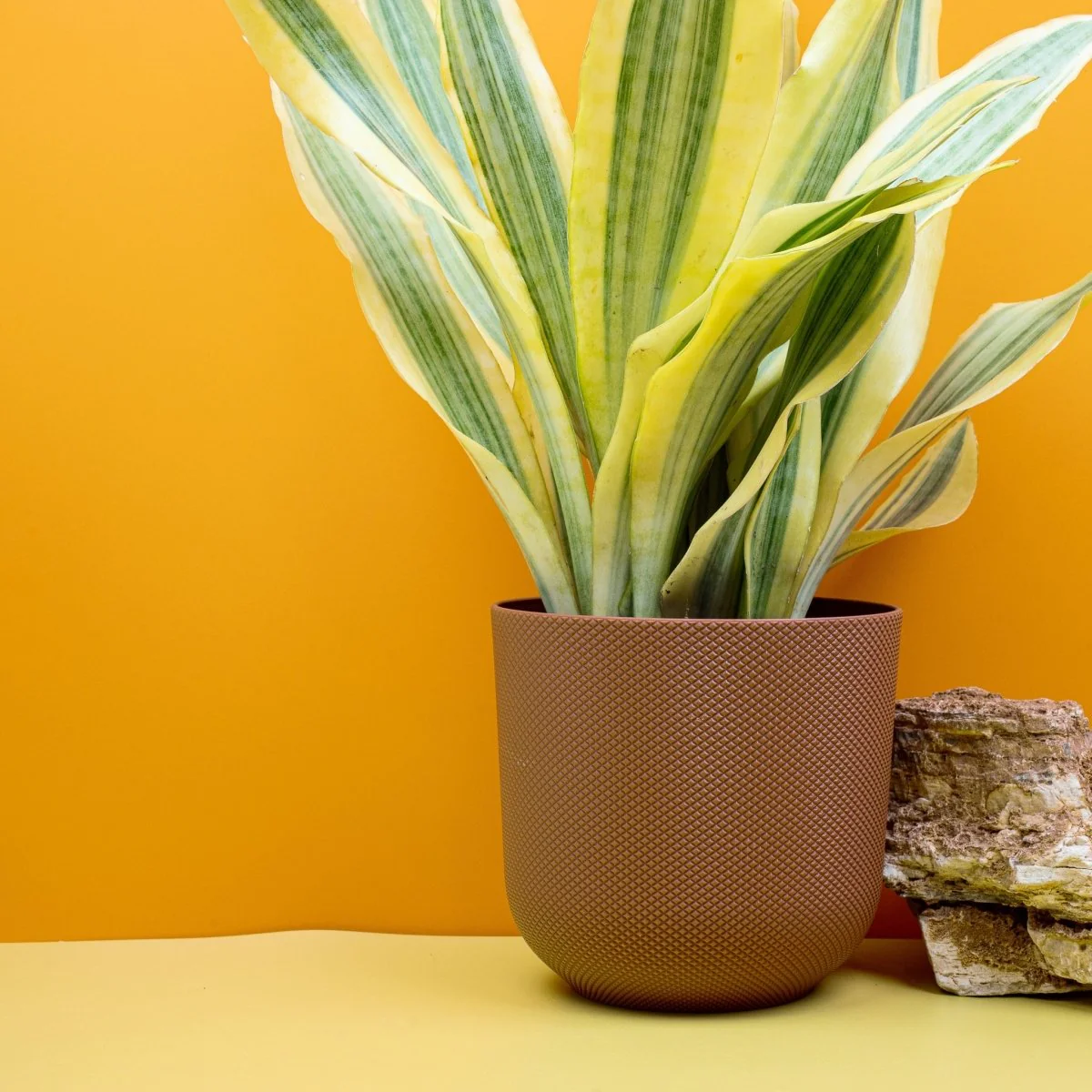 SANSEVIERIA YELLOWSTONE - Image 3