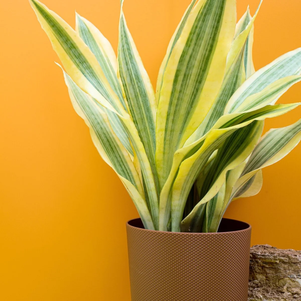 SANSEVIERIA YELLOWSTONE - Image 4