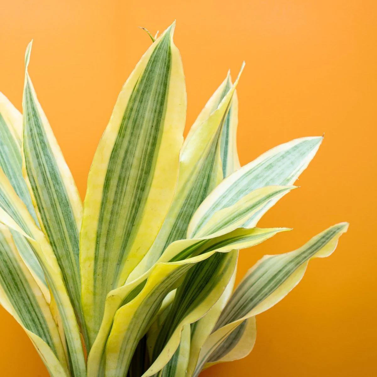 SANSEVIERIA YELLOWSTONE - Image 5
