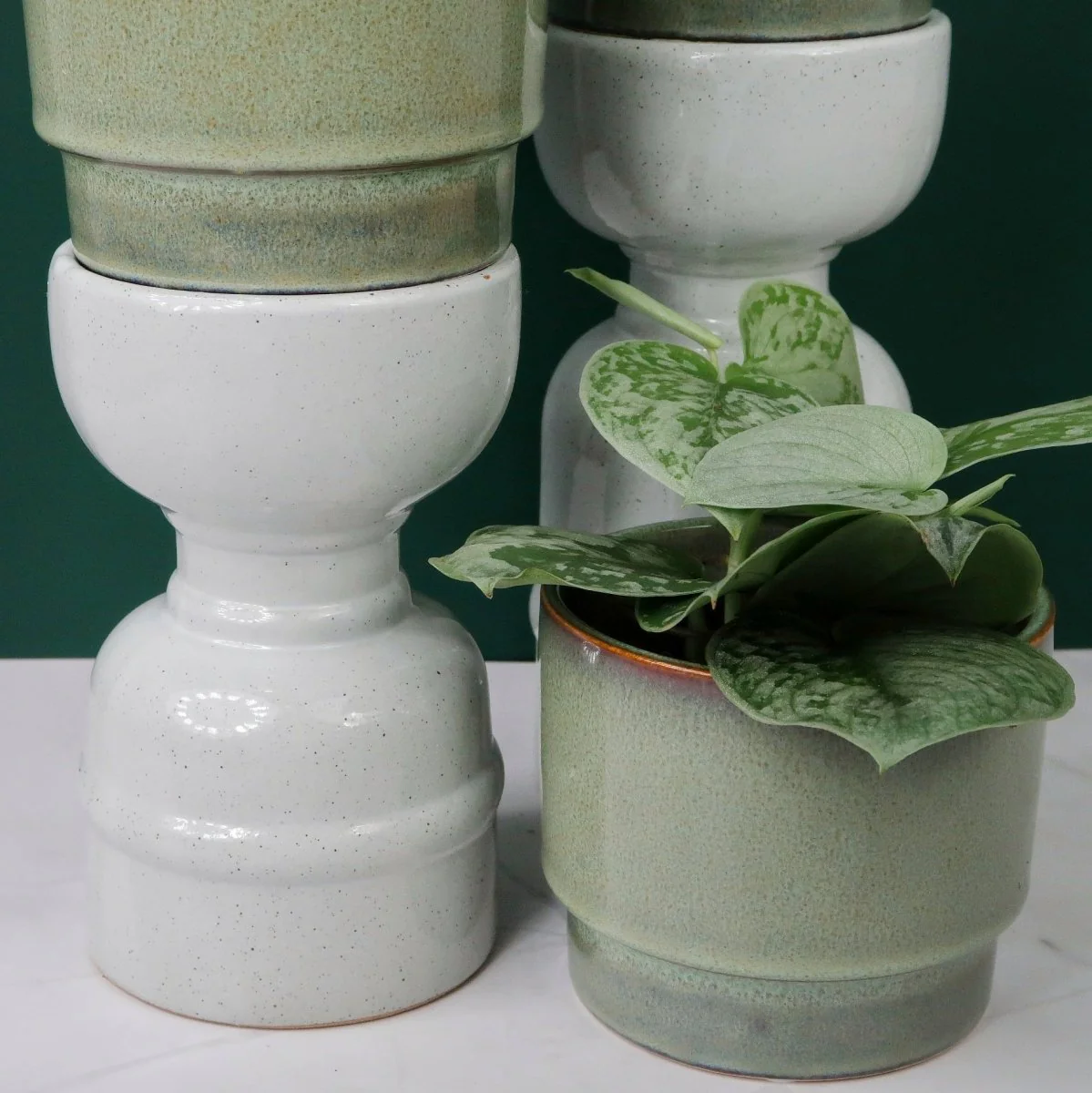 SCINDAPSUS PICTUS SILVER ANN - Image 3