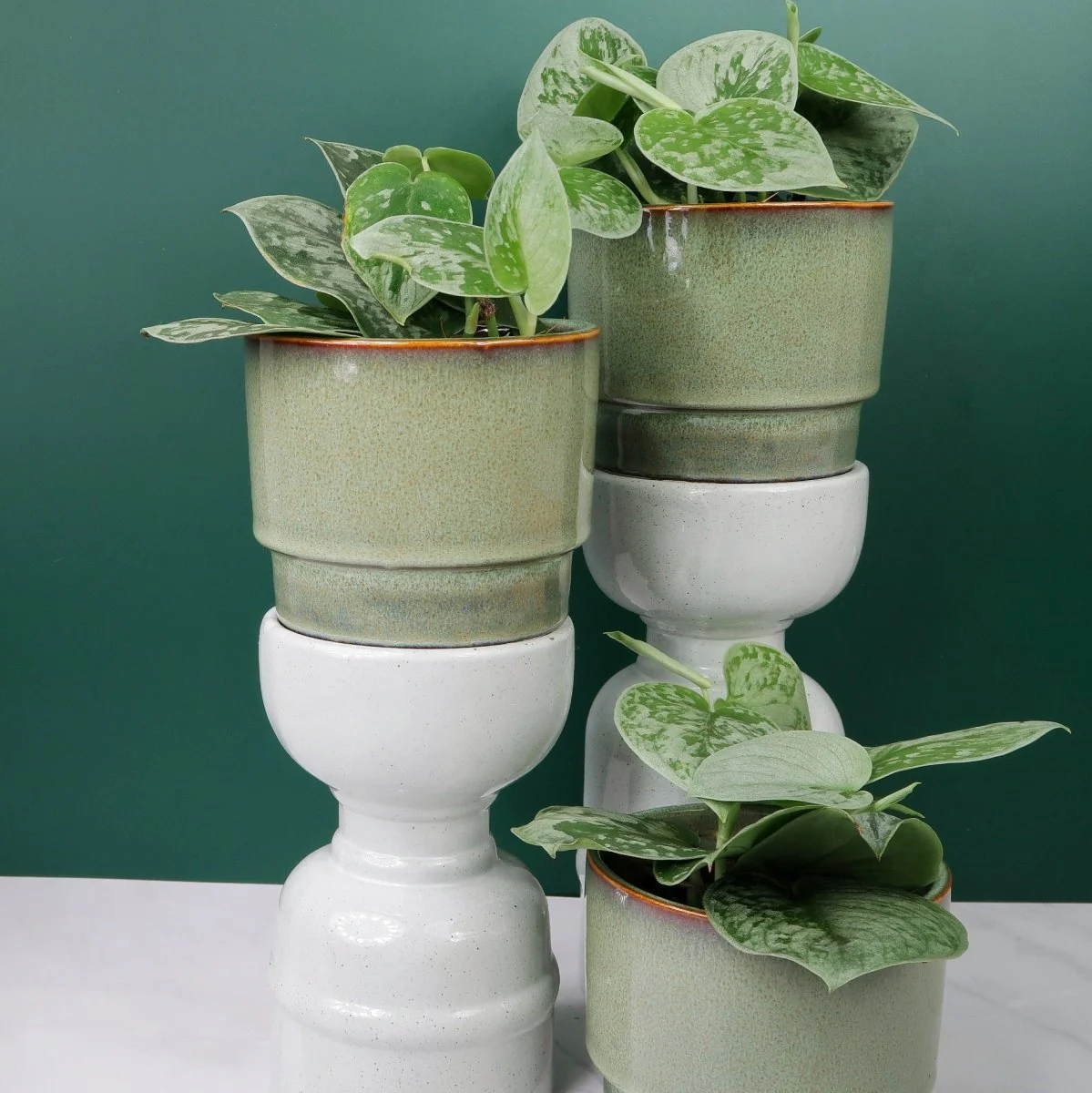 SCINDAPSUS PICTUS SILVER ANN - Image 4