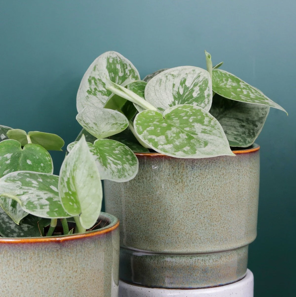 SCINDAPSUS PICTUS SILVER ANN - Image 5