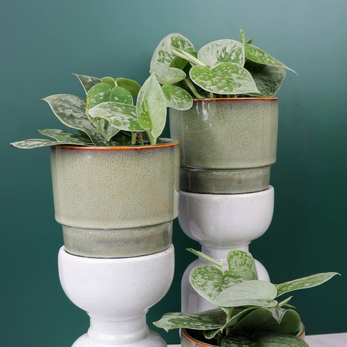 SCINDAPSUS PICTUS SILVER ANN - Image 6