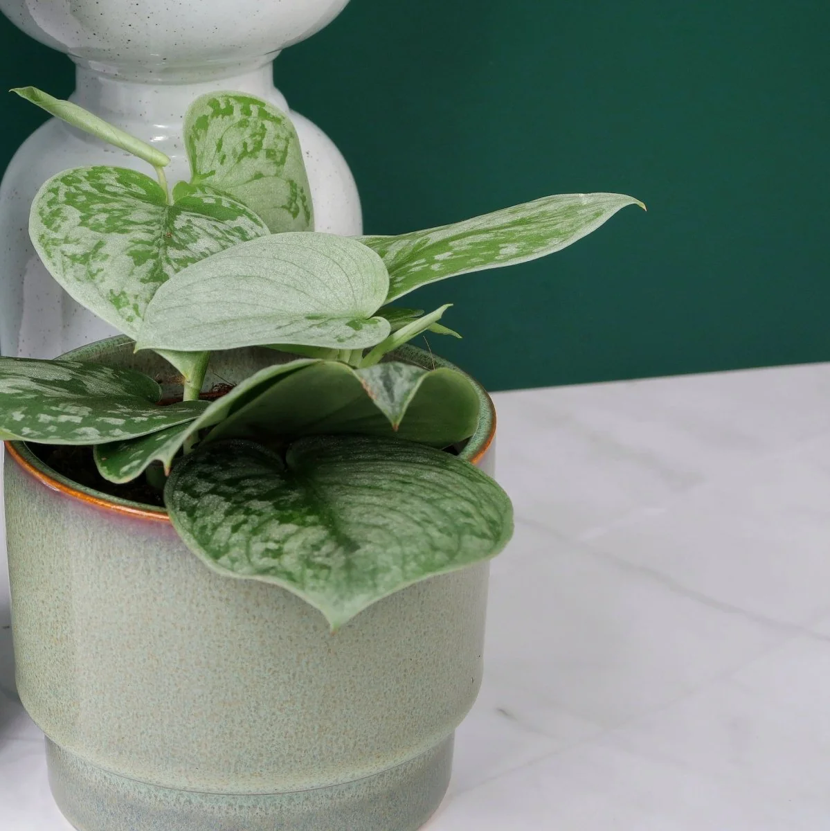 SCINDAPSUS PICTUS SILVER ANN - Image 7