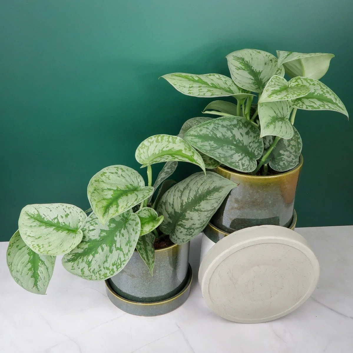 SCINDAPSUS TREBIE BIG LEAF - Image 3